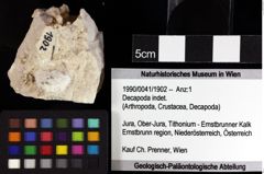 Foto (Objket + Etiketten) von Decapoda indet. 